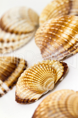 Sea snail shells