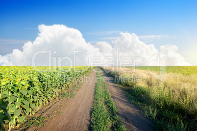 Road in a sunflower field