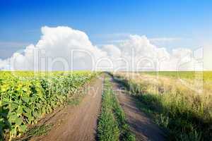 Road in a sunflower field