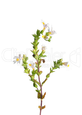 augentrost (euphrasia officinalis)
