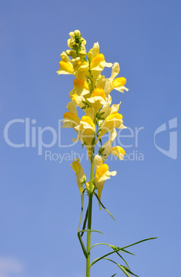 echtes leinkraut (linaria vulgaris)