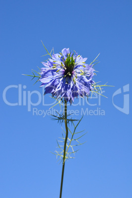 jungfer im grünen (nigella damascena)