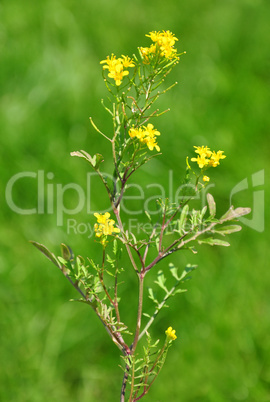 wilde sumpfkresse (rorippa sylvestris)