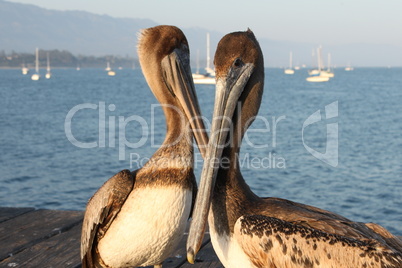 california pelicans