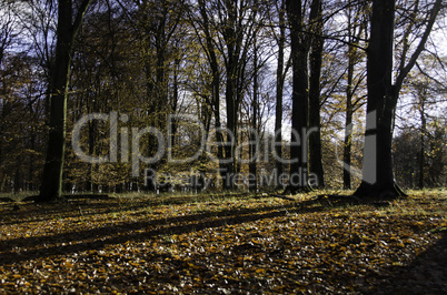 beech forest in late autumn