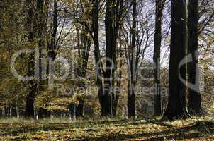 beech forest in late autumn