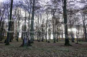 beech forest in late autumn