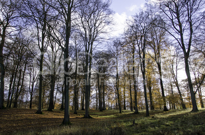 beech forest in late autumn