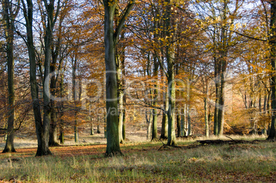 beech forest in late autumn