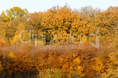 autumn forest seen from far away