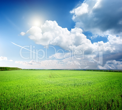 Field of grass