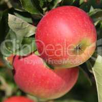 Äpfel Obst auf einem Apfelbaum