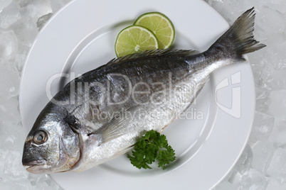 Frischer Fisch Dorade auf einem Teller