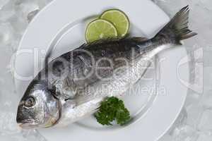 Frischer Fisch Dorade auf einem Teller