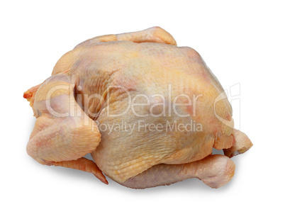 hen ready to preparation on a white background