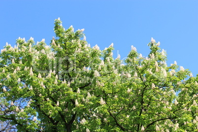 crowe of blossoming flowers of chestnuts
