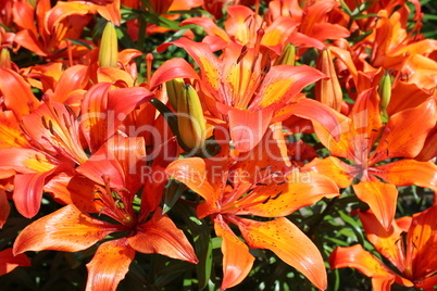 beautiful red lilies