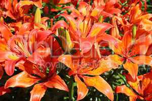 beautiful red lilies
