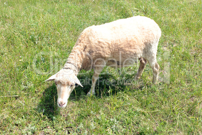 sheep grazing on a grass