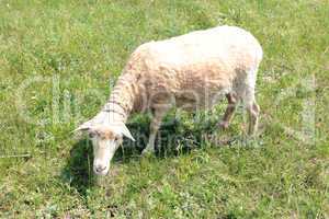 sheep grazing on a grass