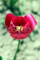 red tulip on the flower-bed