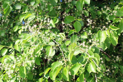 blossoming tree of pear