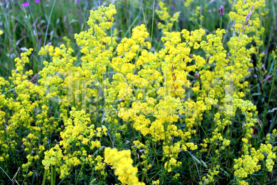 yellow flowers of galium verum