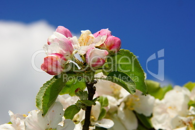 rosa weisse apfelknospen makro