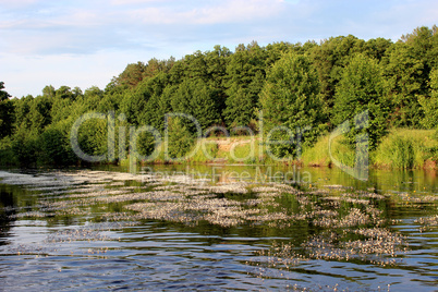 landscape with river and nice forest