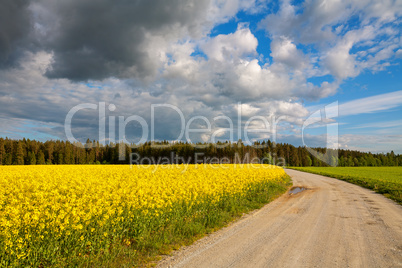Country road and rapeseed field
