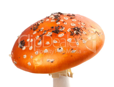 amanita muscaria mushroom with pieces of dirt