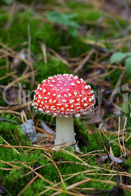 fly agaric (amanita muscaria) in forest