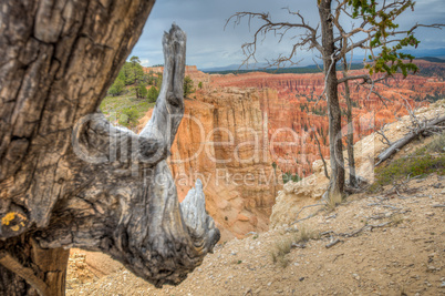 canyon bryce wood in foreground