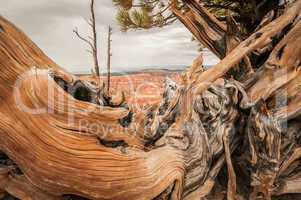 canyon bryce wood