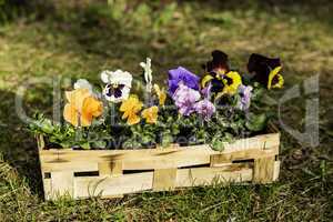 stiefmütterchen im korb, pansies in a basket