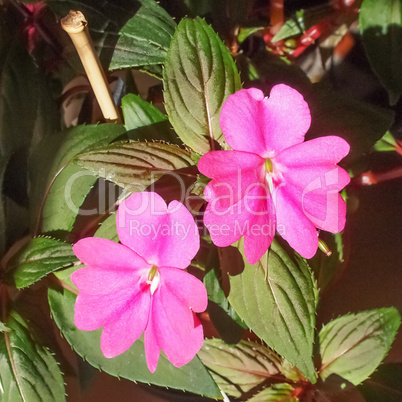 impatiens new guinea flower