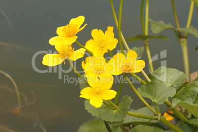 sumpfdotterblume (caltha palustris)