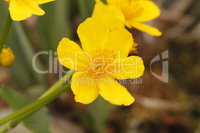 sumpfdotterblume (caltha palustris)