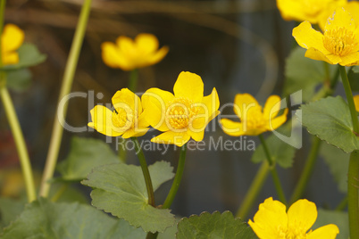 sumpfdotterblume (caltha palustris)