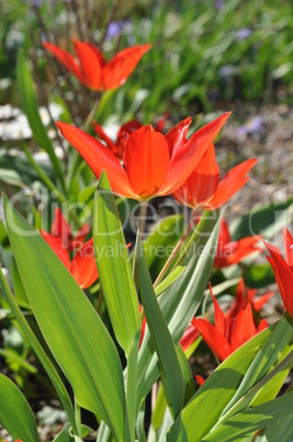 tulpen