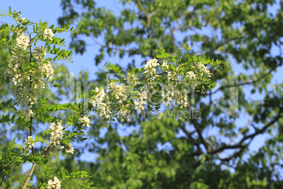 robinienblüten