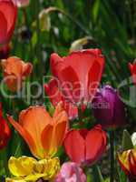 tulpen