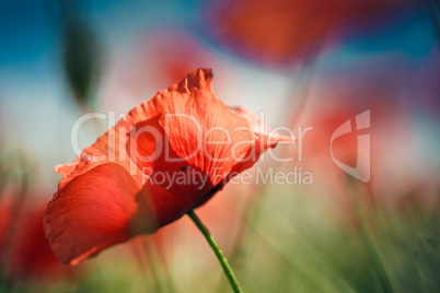 mohnblumen auf sommerwiese