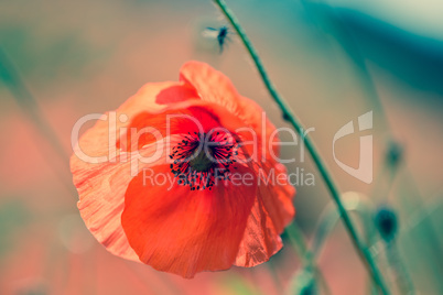 mohnblumen auf sommerwiese