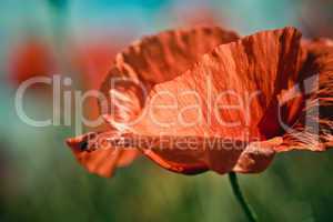 mohnblumen auf sommerwiese