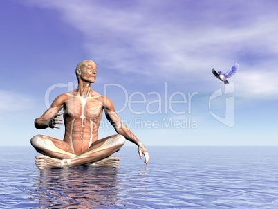 muscles of man and bird - 3d render