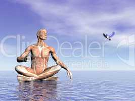 muscles of man and bird - 3d render