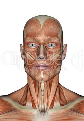 head muscles of man - 3d render