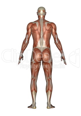 back muscles of man - 3d render