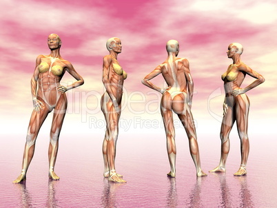 muscles of woman - 3d render
